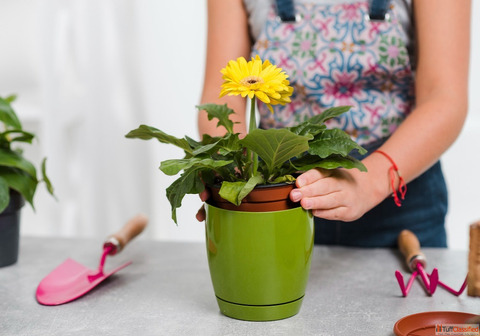 Transform Your Space Best Tips for Gardening at Home