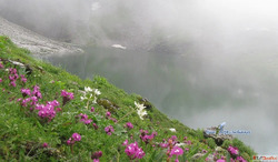Valley Of Flower By Trek