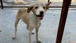 Give a Voice to the Voiceless - Support Dog NGOs in Noida