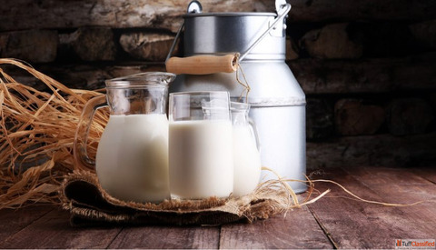 Why is camel milk better than cow milk