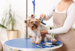 Best Pet Grooming Spa in Goa