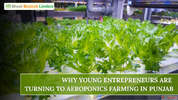 Why Are Young Entrepreneurs Turning to Aeroponics Farming in...
