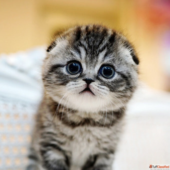 scottish fold cat for sale