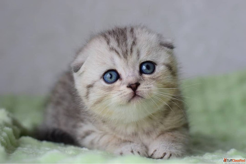 scottish fold cat for sale