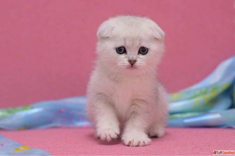 scottish fold cat for sale