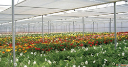 Cladding Material for Agriculture Greenhouse Protection Crop...