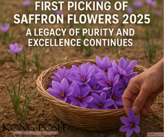 First Picking of Saffron Flowers 2025
