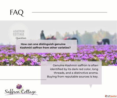 First Picking of Saffron Flowers 2025