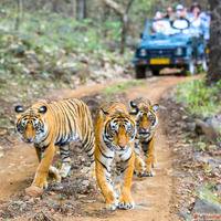 ranthambore national park rajasthan