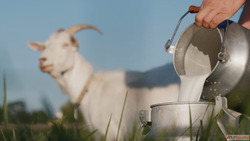 Is goat milk good for periods