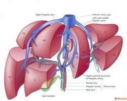 Liver Abscess Treatment Cost Understanding Expenses and Reco...