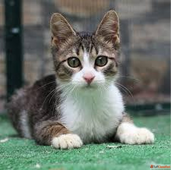 British Shorthair Price in Bangalore - MyKitten