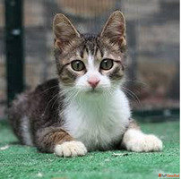 British Shorthair Price in Bangalore - MyKitten