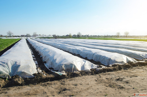 Buy Durable Banana Bunch Covers to Protect Your Crop