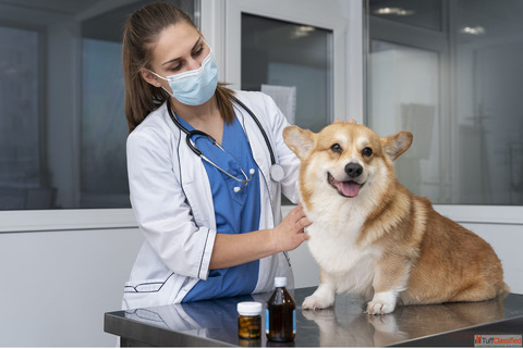 Online Vet Consultation Talk to Certified Veterinarians Now