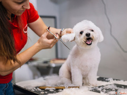 Affordable Pet Cosmetic Grooming in Goa