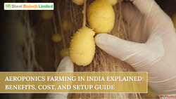 Aeroponics Farming in India Explained Benefits Cost and Setu...