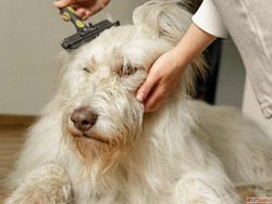 Pet Hair Colour Treatment in Goa