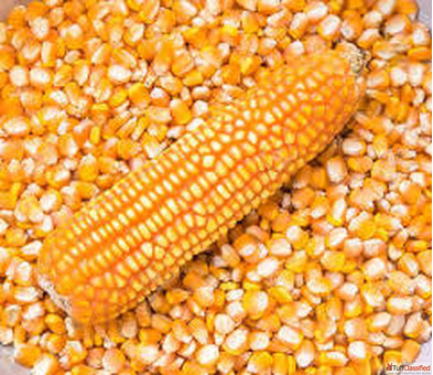Best Maize Seeds Suppliers in Rajkot