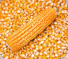 Best Maize Seeds Suppliers in Rajkot