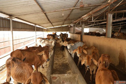 Indian Cows in Hyderabad