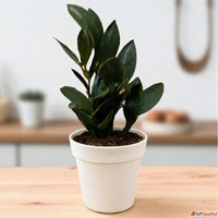 Buy Air Purifying Indoor Plants For Home Online In India Fro...