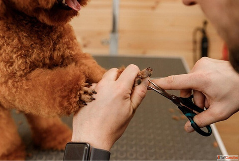 Pet Nail Grooming and Polishing Services in Goa