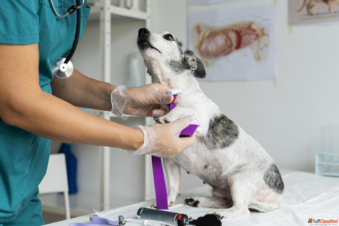 Veterinary Medical Equipment SonoScape Medical India