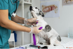 Veterinary Medical Equipment SonoScape Medical India