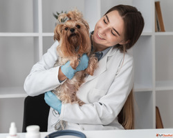 Trusted Online Pet Care Platform - Talk to a Vet Instantly