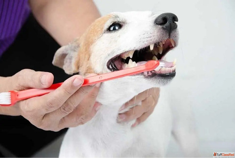Professional Pet Dental Hygiene in Goa