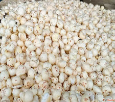 Best Makhana Suppliers in Sangli