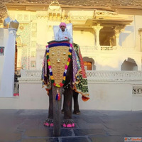 Elephant Booking for Marriage in Jaipur Royal Wedding Entry