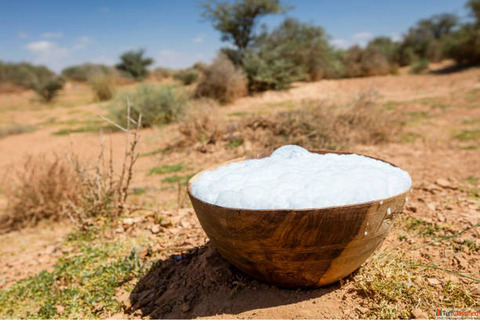 Can Drinking Camel Milk Boost Your Immunity Naturally