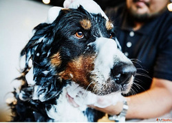 Professional Anti Dandruff Treatment for Pets in Goa