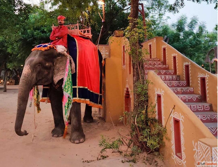 Elephant Ride In Jaipur Your Guide to Ethical and Fun Experiences