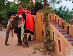 Elephant Ride In Jaipur Your Guide to Ethical and Fun Experi...
