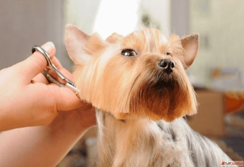 Reliable Pet Hair Grooming in Goa
