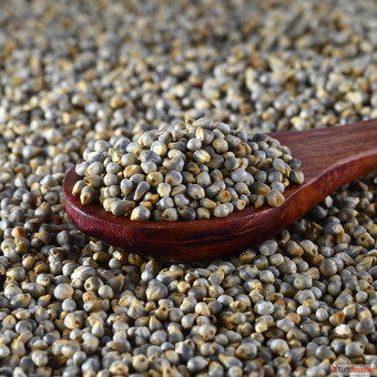 Who Benefits Most from Pearl Millet Exploring Its Nutritional and Agricultural Value
