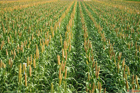 Who Benefits Most from Pearl Millet Exploring Its Nutritional and Agricultural Value