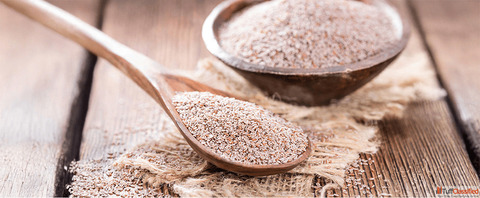 Best Psyllium Seed Manufacturers and Suppliers in India