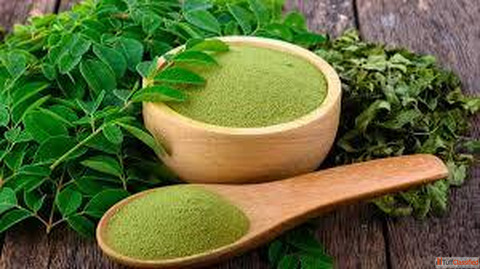Best moringa powder suppliers in Gujarat