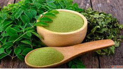 Best moringa powder suppliers in Gujarat