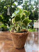 Buy Plants Online In Ghaziabad - Indoor Plants Outdoor Succu...