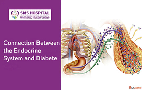 Looking for the Endocrine System and Diabetes