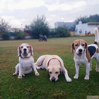 Safe Trusted Dog Boarding in Gurgaon