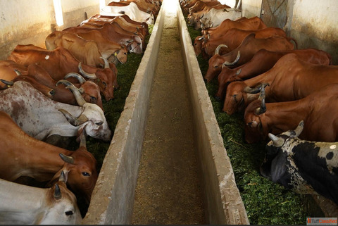 The Scientific Social and Health Benefits of Desi Cow