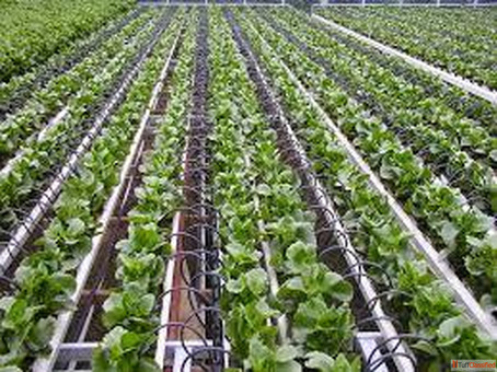 Agriculture Drip Irrigation System