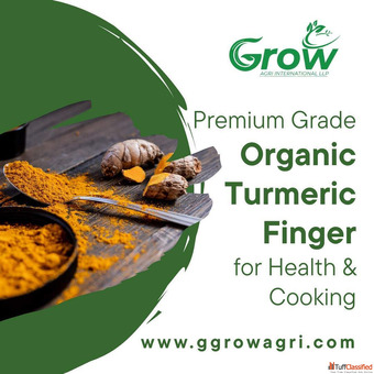 Premium Grade Organic Turmeric Finger for Health Cooking