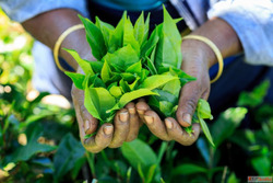 Top Tea Manufacturers in Kanpur Quality Tea from Trusted Exp...